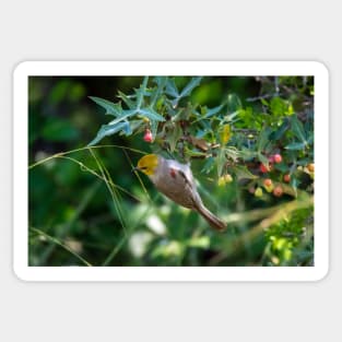 Verdin Snagging Insects From the  Agarita Sticker